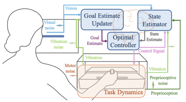 Motor Learning